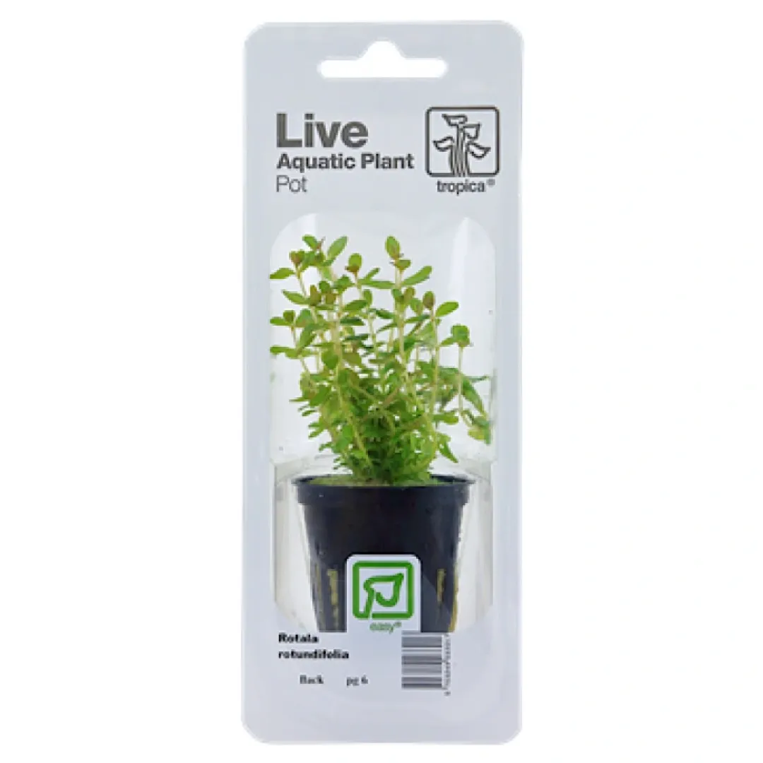 Tropica Akvarieplanter Tropica PCS Pot Rotala rotundifolia x 3