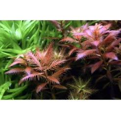 Tropica Akvarieplanter Tropica Proserpinaca palustris 1-2-GROW x 3