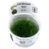 Tropica Akvarieplanter Tropica Riccia fluitans 1-2-GROW