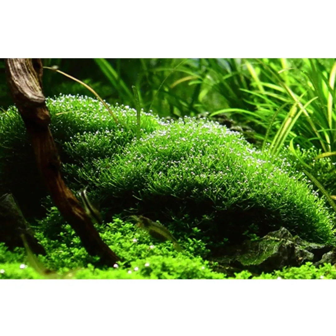 Tropica Akvarieplanter Tropica Riccia fluitans 1-2-GROW