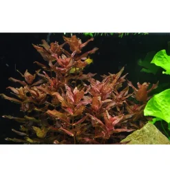 Tropica Akvarieplanter Tropica Rotala macrandra Japan 1-2-GROW x 3