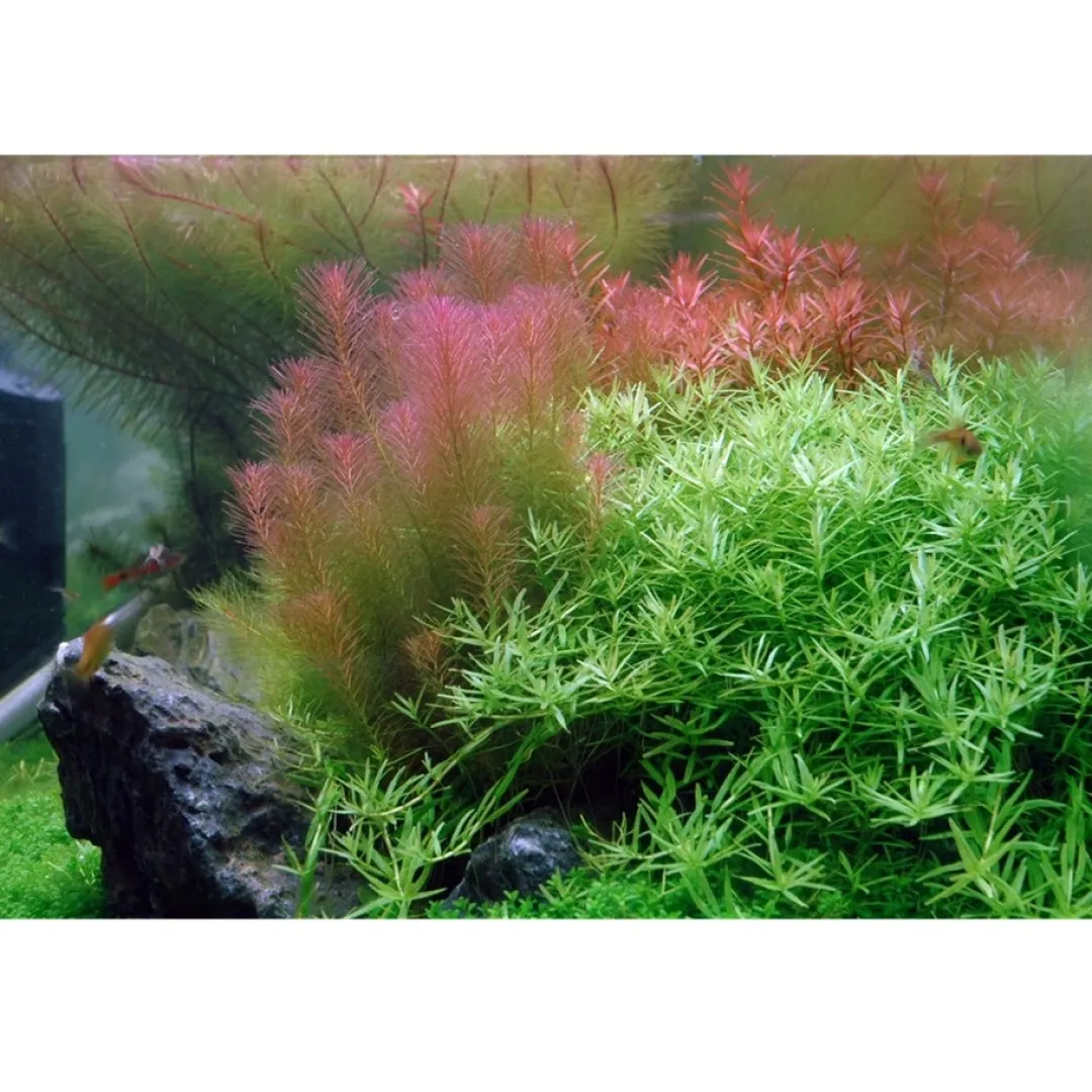 Tropica Akvarieplanter Tropica Rotala wallichii 1-2-GROW x 3