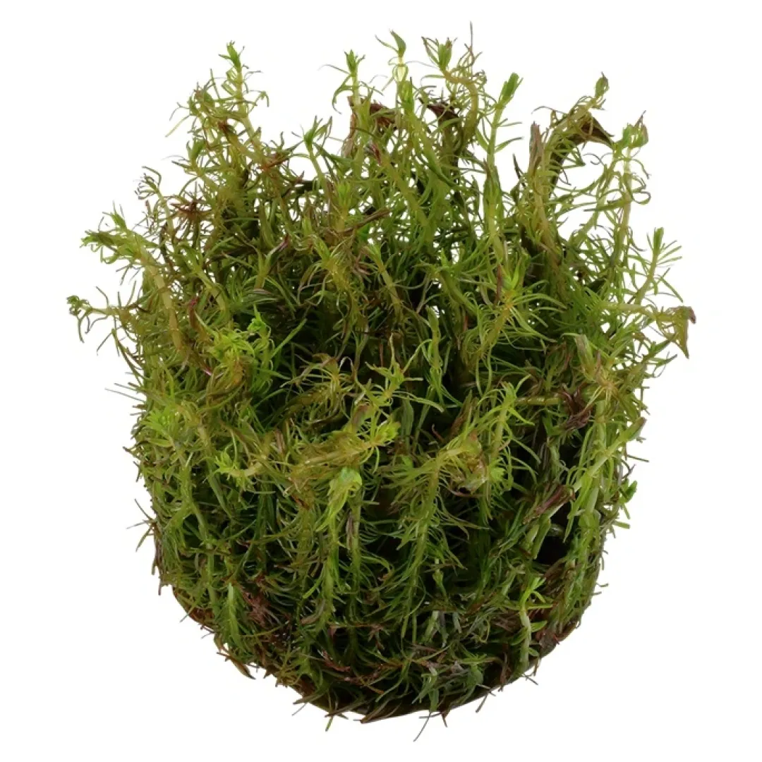 Tropica Akvarieplanter Tropica Rotala wallichii 1-2-GROW x 3