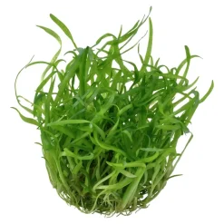 Tropica Akvarieplanter Tropica Sagittaria subulata 1-2-GROW