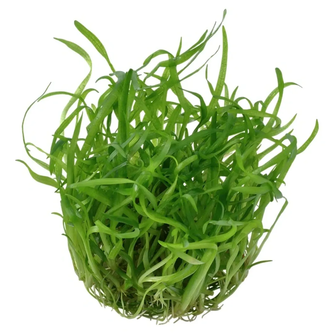 Tropica Akvarieplanter Tropica Sagittaria subulata 1-2-GROW