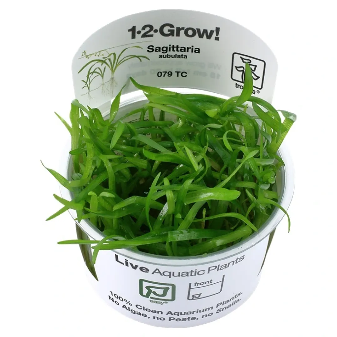 Tropica Akvarieplanter Tropica Sagittaria subulata 1-2-GROW