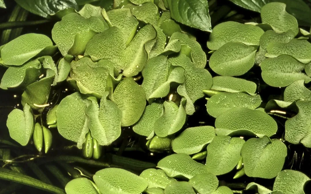 Tropica Akvarieplanter Tropica Salvinia Minima 1-2-GROW