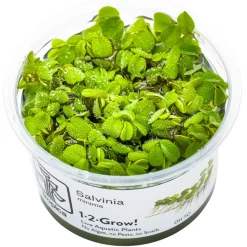 Tropica Akvarieplanter Tropica Salvinia Minima 1-2-GROW