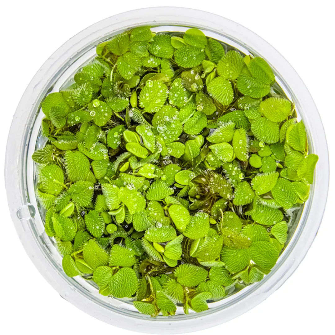 Tropica Akvarieplanter Tropica Salvinia Minima 1-2-GROW