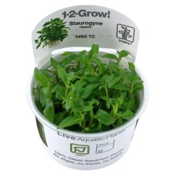 Tropica Akvarieplanter Tropica Staurogyne repens 1-2-GROW