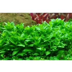 Tropica Akvarieplanter Tropica Staurogyne repens 1-2-GROW
