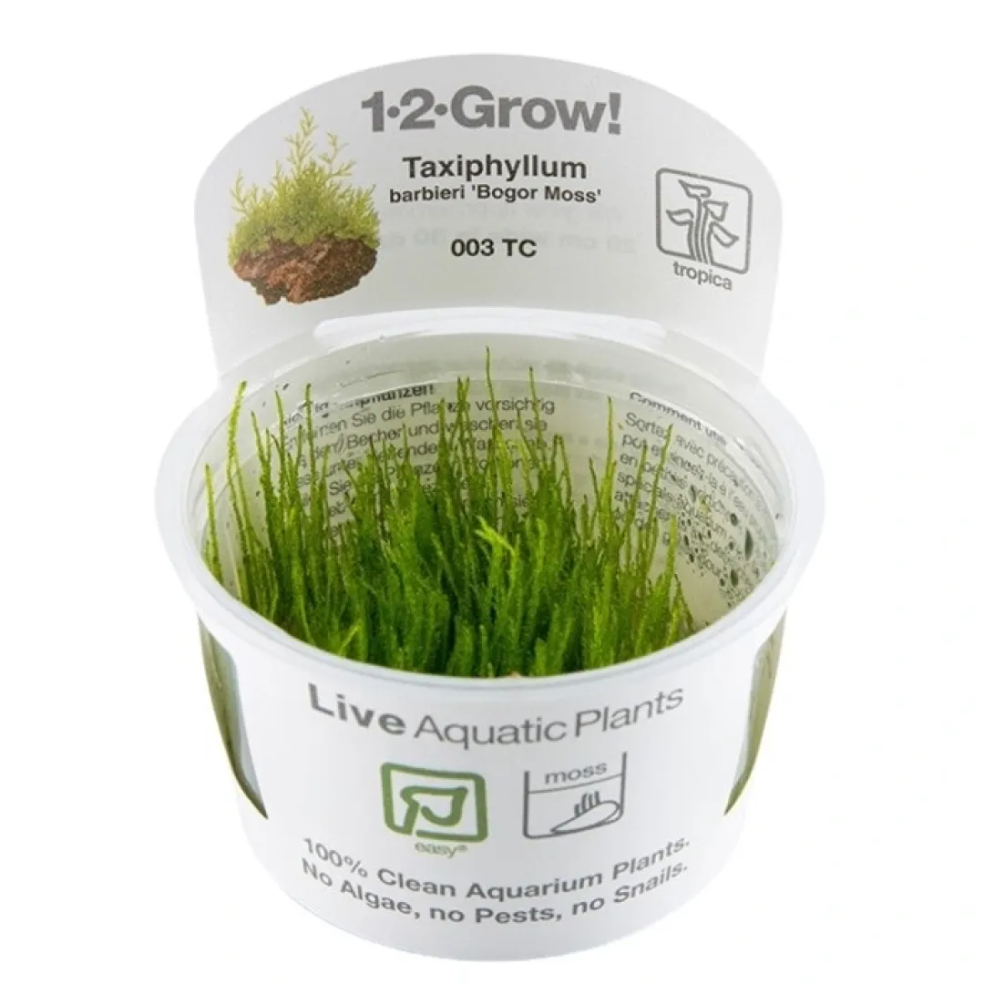 Tropica Akvarieplanter Tropica Taxiphyllum barbieri 'Bogor Moss' 1-2-GROW