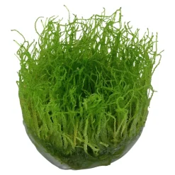 Tropica Akvarieplanter Tropica Taxiphyllum barbieri 'Bogor Moss' 1-2-GROW