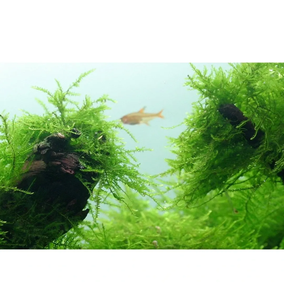 Tropica Akvarieplanter Tropica Taxiphyllum barbieri 'Bogor Moss' 1-2-GROW