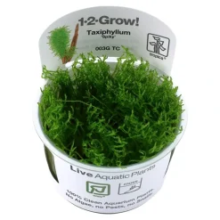 Tropica Akvarieplanter Tropica Taxiphyllum Spiky 1-2-GROW