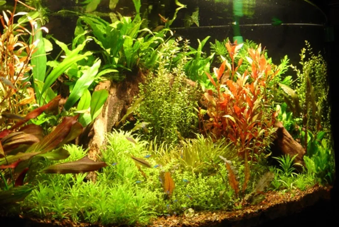 Tropica Akvarieplanter Tropica Ugens sortimentskasse 160 stk