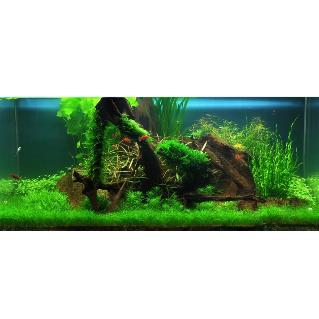 Tropica Akvarieplanter Tropica Utricularia graminifolia 1-2-GROW x 3