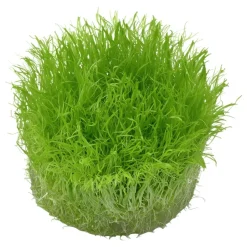 Tropica Akvarieplanter Tropica Utricularia graminifolia 1-2-GROW x 3