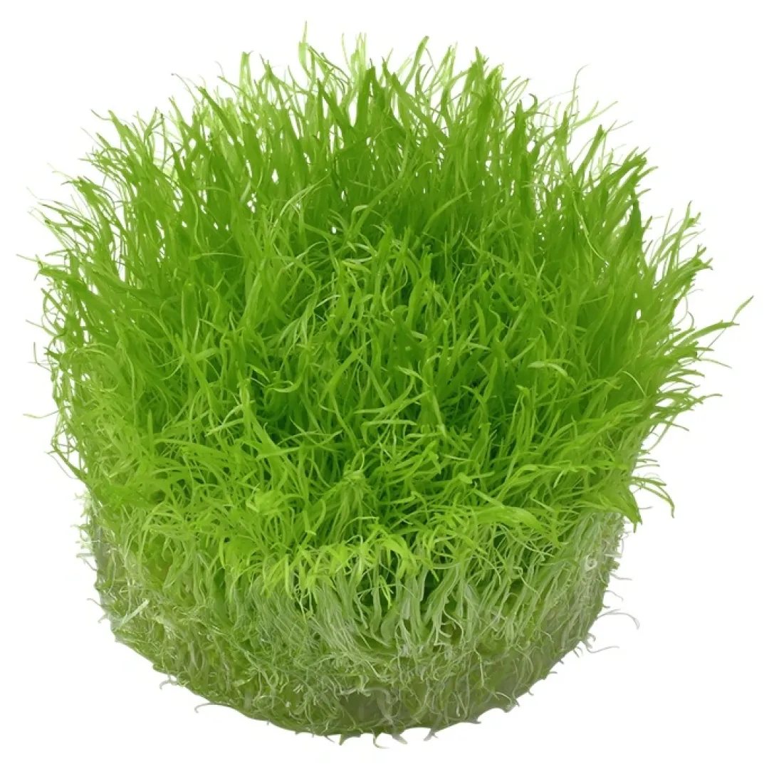 Tropica Akvarieplanter Tropica Utricularia graminifolia 1-2-GROW x 3