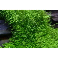Tropica Akvarieplanter Tropica Utricularia graminifolia 1-2-GROW x 3