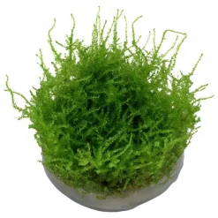 Tropica Akvarieplanter Tropica Vesicularia dubyana Christmas 1-2-GROW