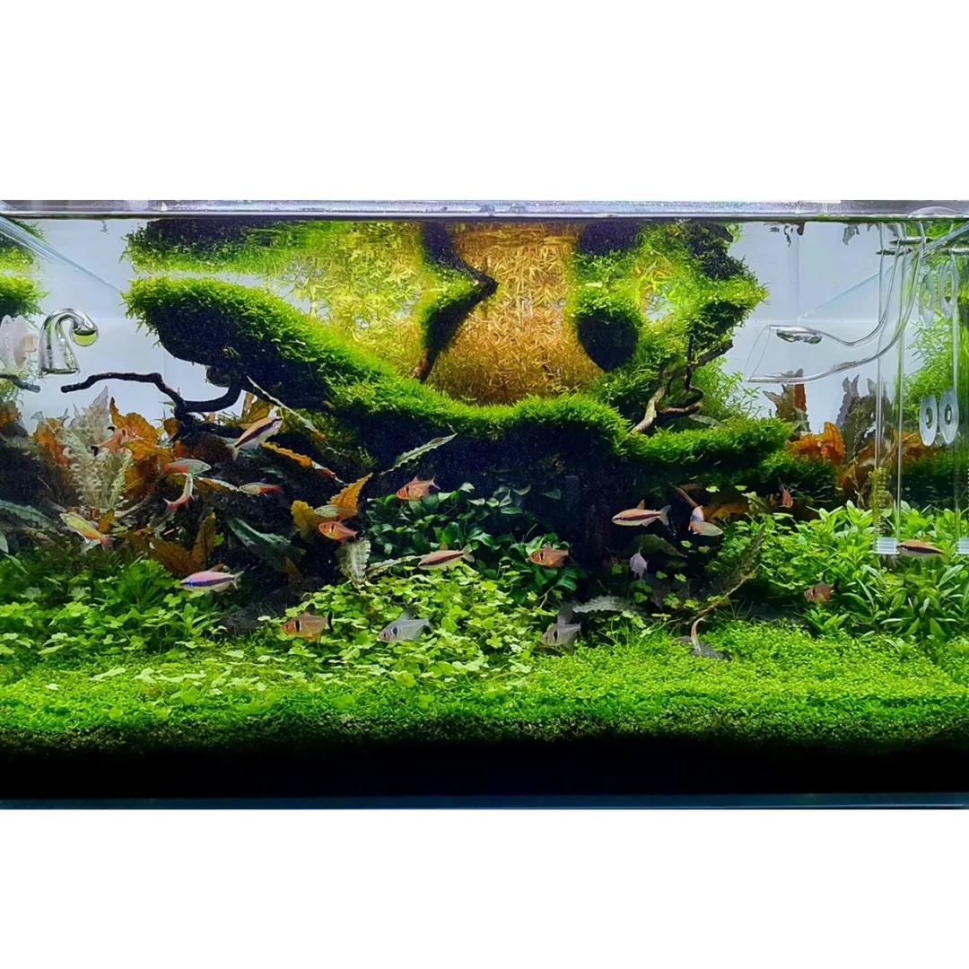 Tropica Akvarieplanter Tropica Vesicularia ferriei Weeping 1-2-GROW
