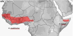 Krybdyr fra hele Verden Vestafrikansk Tykhalegecko - Hemiteconyx caudicinctus