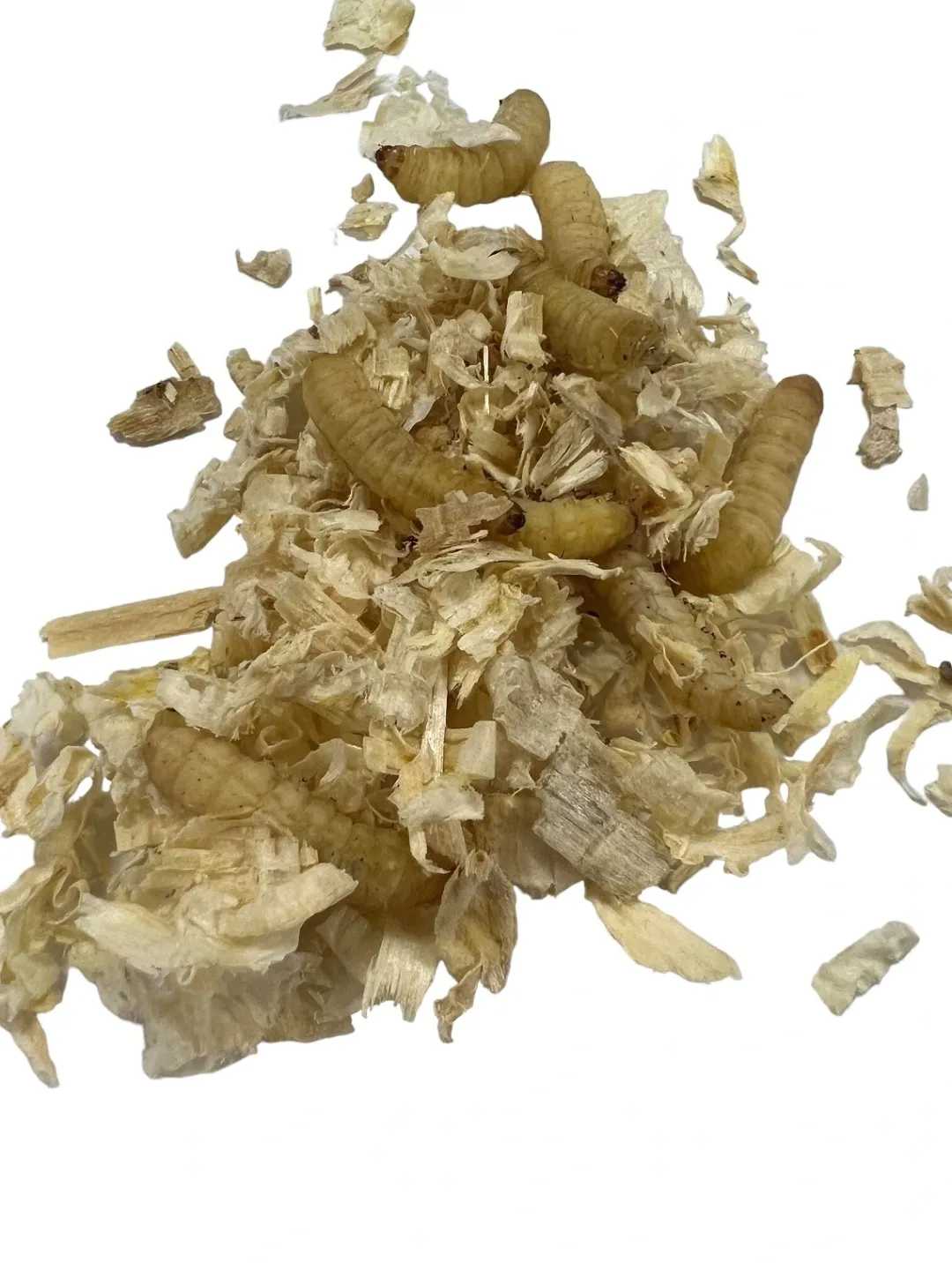 Foder til Krybdyr Voksmøl larver (Galleria mellonella) 30 stk