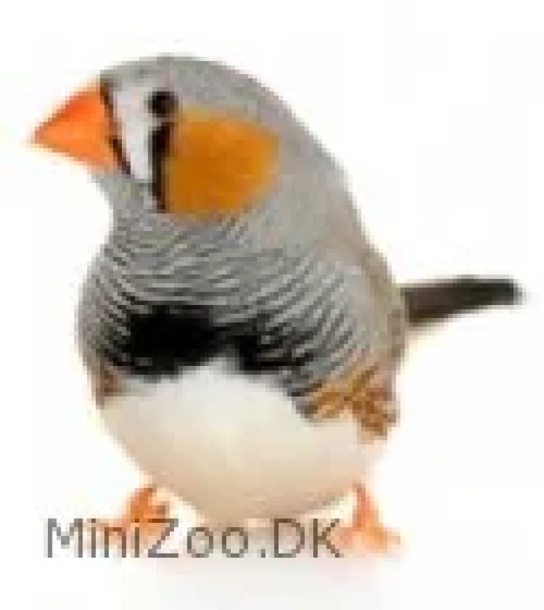Fugle fra hele Verden Zebrafinke (Taeniopygia guttata)